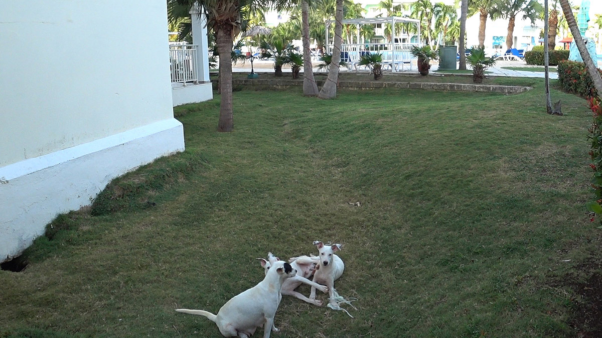 Отель PGS Varadero Hotel 4* Варадеро Куба. Собаки у 15 корпуса.