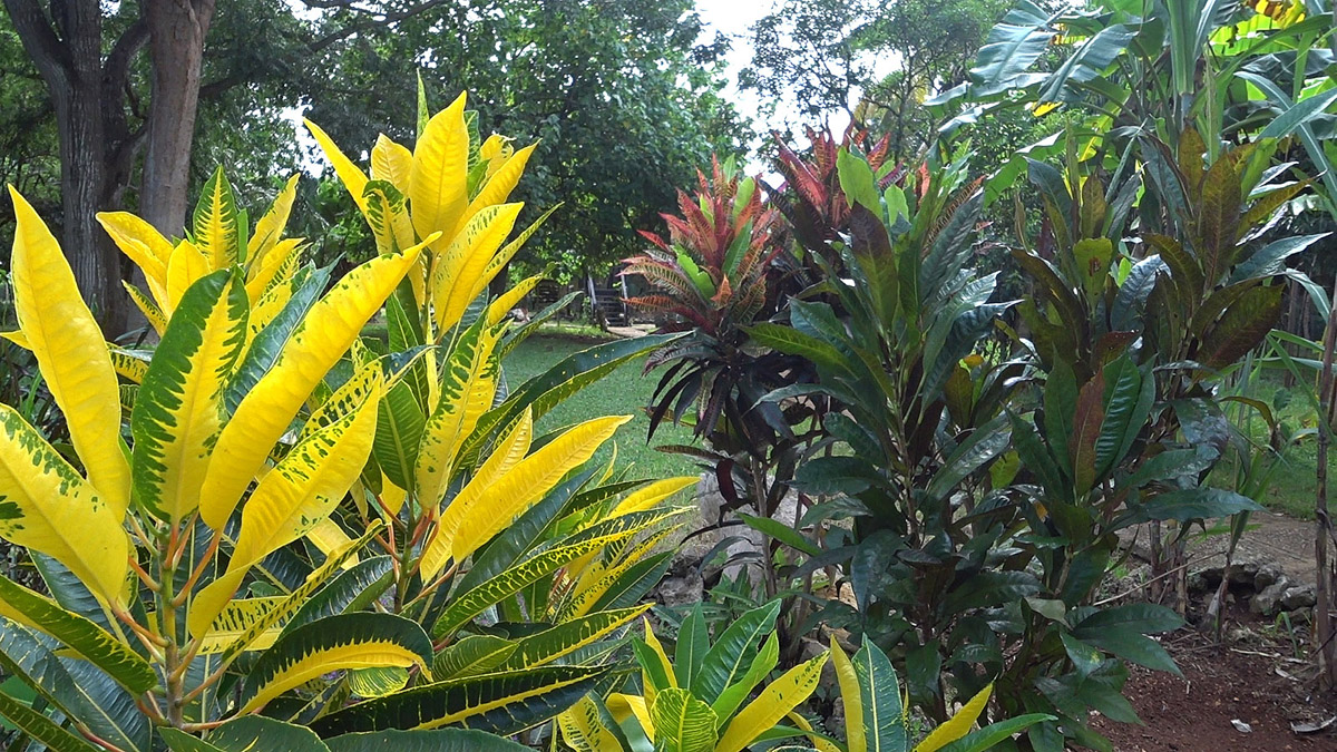 Экзотические растения в парке. (Куба, экскурсия на Карибское море).