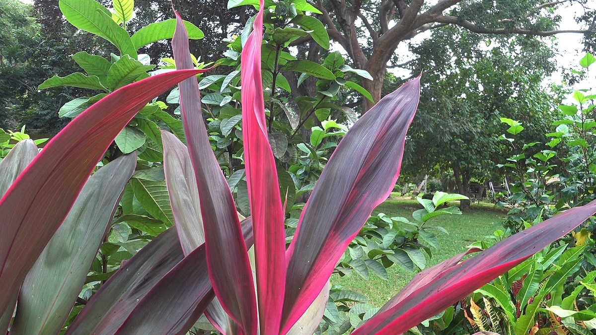 Экзотические растения в парке. (Куба, экскурсия на Карибское море).