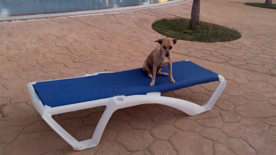 Отель PGS Varadero Hotel 4*. Собачка на лежаке у бассейна.
