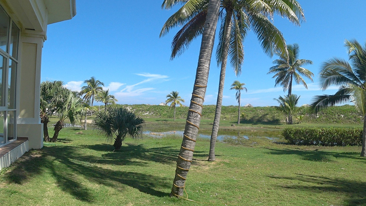 Отель PGS Varadero Hotel 4* Варадеро Куба. Пальмы, кустарники и болотистая местность.