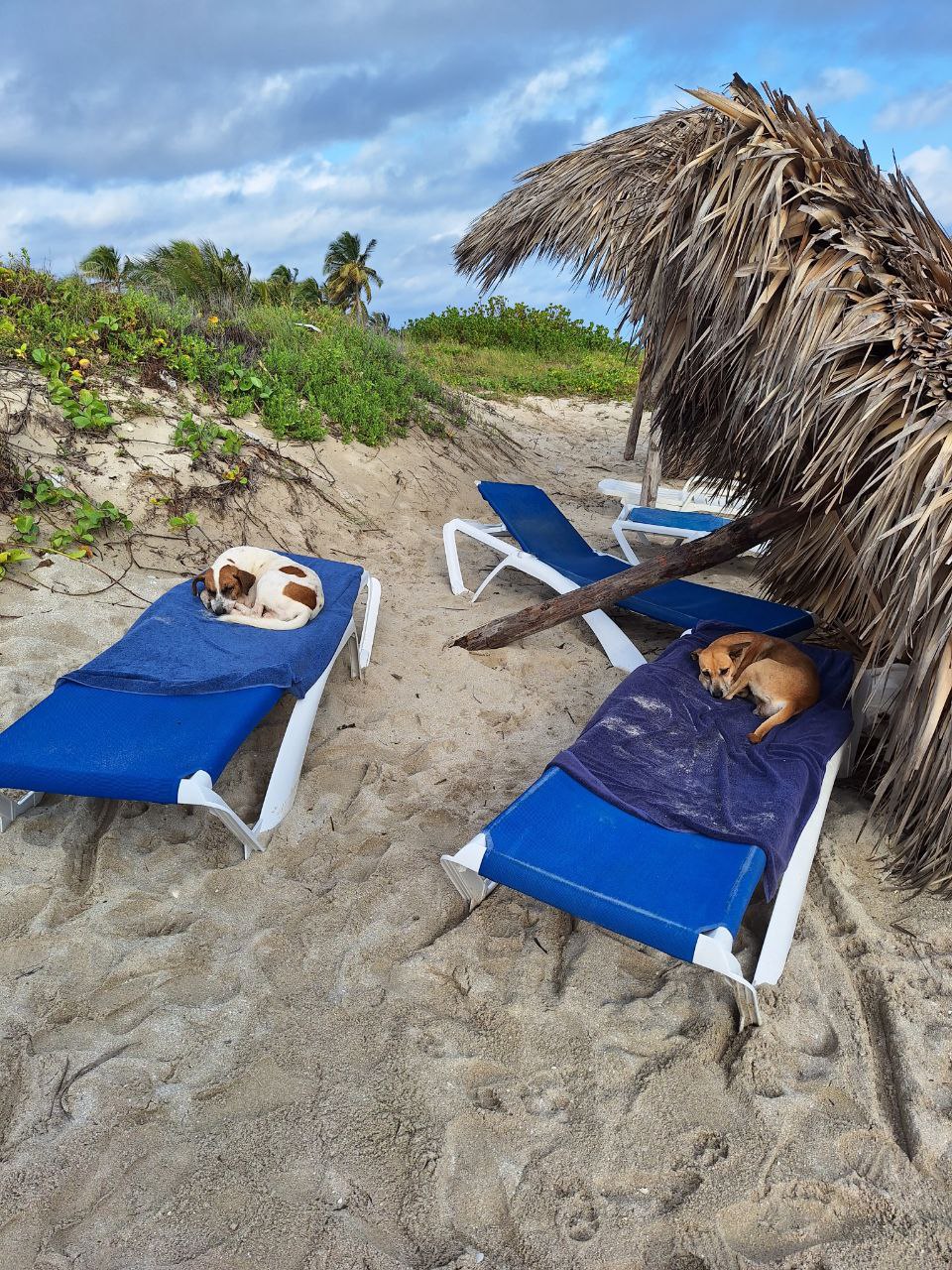 Фото PGS Varadero Hotel. Собаки на лежаках.