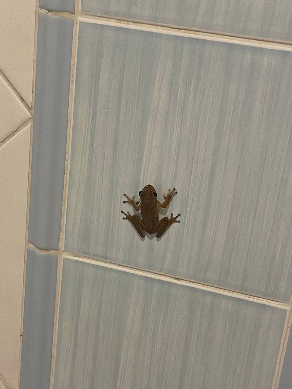 Фото PGS Varadero Hotel в ванной можно встретить лягушку